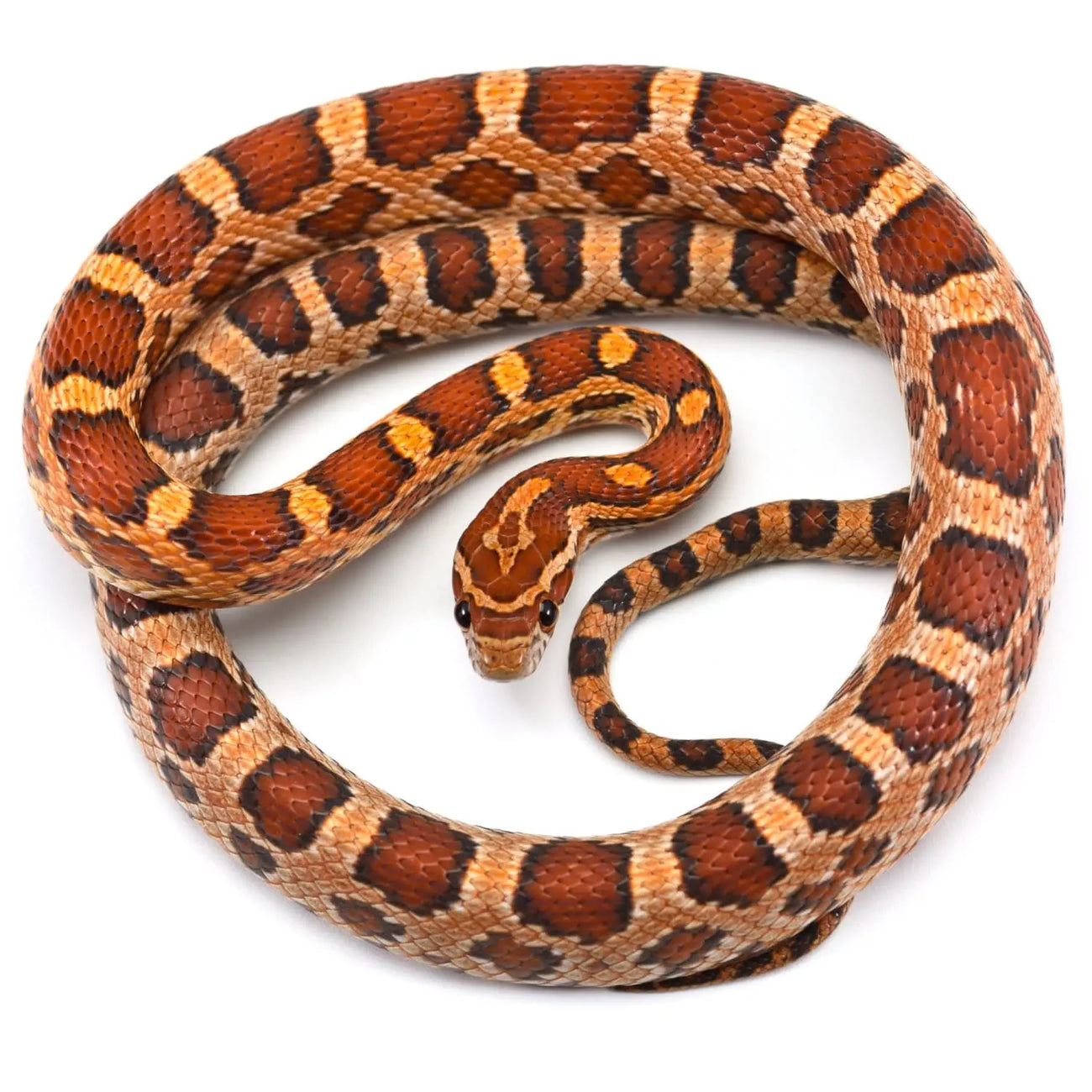 Corn Snake, Reptile Accessories, Talis Us