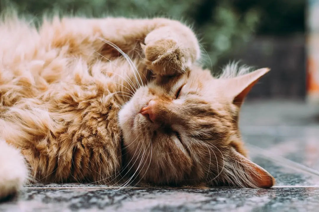 Cat-Grooming-Supplies-Accessories Talis Us