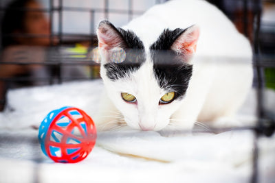 The Benefits of Catnip Toys for Cats