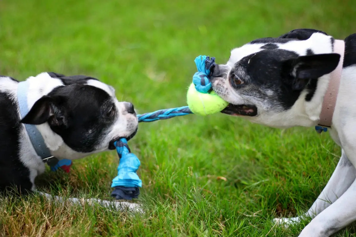 Rope and Tug Toys