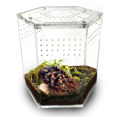Acrylic hexagon-shaped terrarium designed for tarantulas by Talis-us